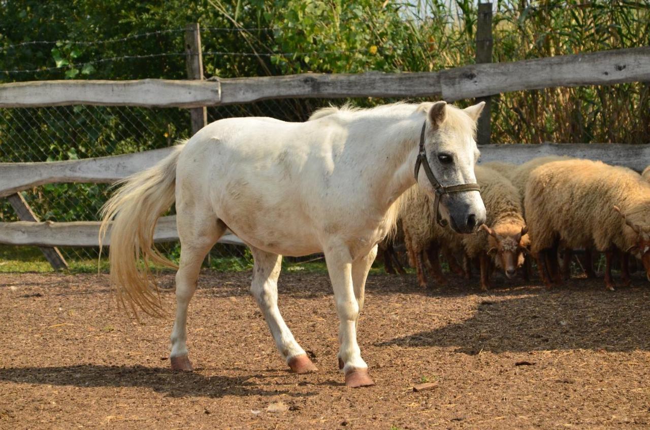 Antal-Tavi Fogado Es Horgaszparadicsom Сентеш Екстериор снимка